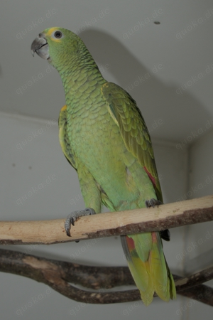 Blaustirnamazonen