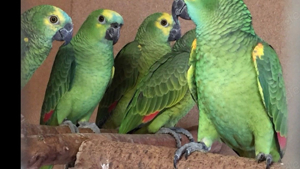 Junge Blaustirnamazonen abzugeben