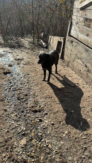 Feli, schwarze schüchterne Schönheit sucht erfahrene Hände Bild 4