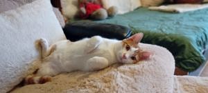Unser wunderhübsches Katzenmädchen Phoebe sucht ihre Menschen fürs Leben