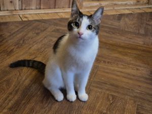Kätzin Baumkatze sucht ihre Dosenöffner