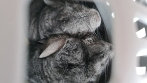 2 Chinchilla suchen liebevolles Zuhause  Bild 2