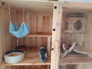 2 Chinchilla suchen liebevolles Zuhause  Bild 3