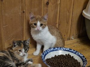Kater Merlin stellt sich vor