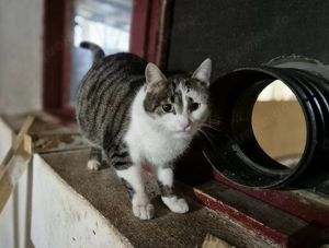 Kätzin Kitty sucht ihr Traumzuhause