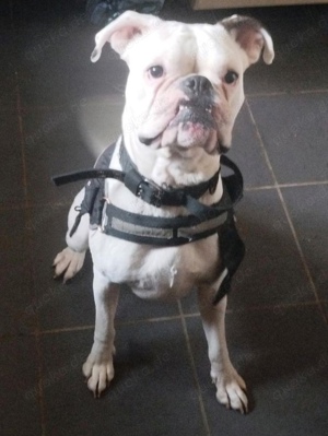 Boxer Rüde Muffin 