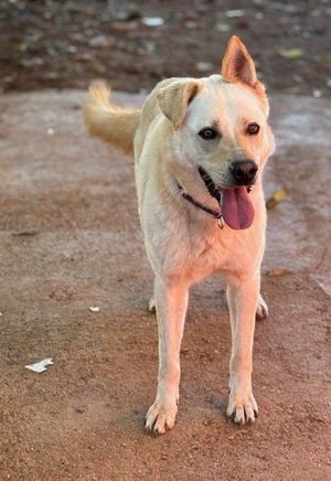 Olympus sucht ein Körbchen Bild 3