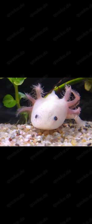 Axolotl Nachwuchs abzugeben 