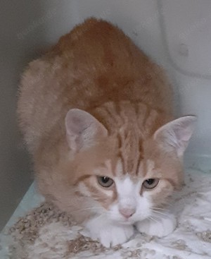 Freddy und Barney    suchen dringend ein Zuhause! (aus dem Tierschutz   gechipt, geimpft, kastriert)