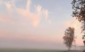 Nero  sucht dringend ein Zuhause! (aus dem Tierschutz   gechipt, geimpft, kastriert) Bild 2