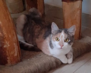 Coco   Glückskatze sucht dringend glückliches Zuhause! (aus dem Tierschutz)