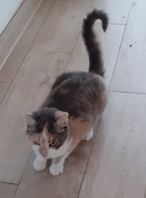 Coco   Glückskatze sucht dringend glückliches Zuhause! (aus dem Tierschutz) Bild 2