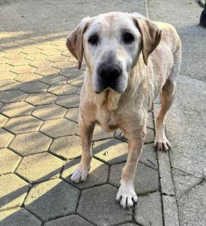*LUDWIG* Ich bin lieb und zugänglich, liebe Menschen und  meine Artgenossen und gehe gerne spazieren