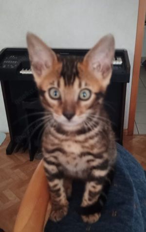 Bengal Kitten  