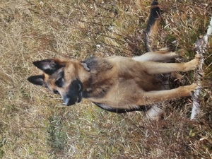 Private Hundebetreuung 