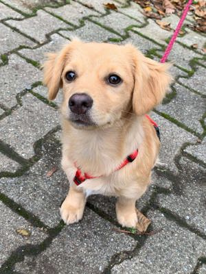 Toto kleiner Engel auf 4 Pfoten sucht seine Menschen