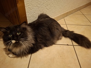 Reinrassiger Maine Coon Deckkater