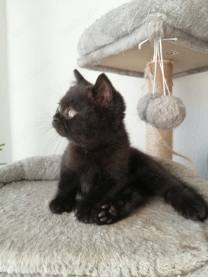 SÜßE Reinrassige Bkh Kitten. Nur 1 noch frei 