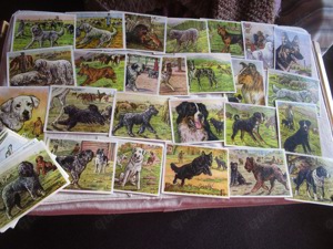 Zigarettenbilder Kamerad Hund Austria Bildwerk