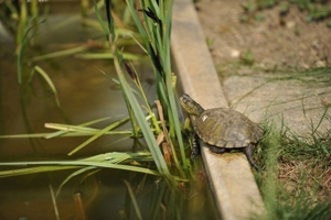 kleine Form-Europäische Sumpschildkröte - Emys orbicularis capolongoi (Sardinien) NZ von 2024 Bild 4