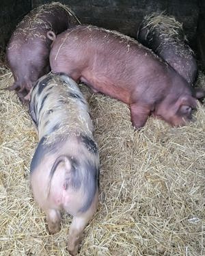 Schlachtschwein, Schwein, Spanferkel, Sau, Ferkel, Schweine