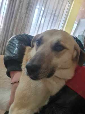 KYRA- hübsches Hundemädchen sucht Zuhause Bild 2