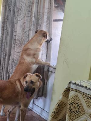 KYRA- hübsches Hundemädchen sucht Zuhause Bild 8