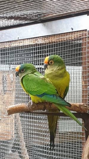 Junge Goldstirnsittiche