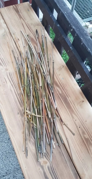 50 Bambusstäbe , ca 50cm, unbehandelt 