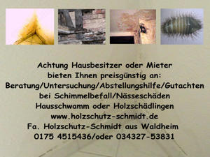 Schimmel Wohnung in Mittweida und feucht, Gutachter hilft