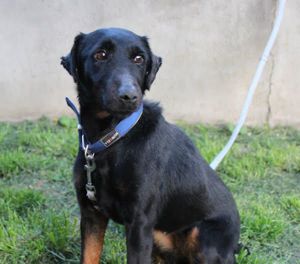 *JULLY R* Sie ist sehr aktiv, leinenführig, und sie braucht eine konsequente Führung