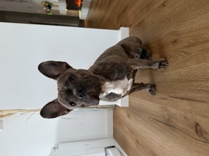 Französische Bulldogge   Weibchen zu verkaufen (1 Jahr jung)
