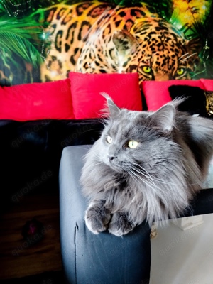 Blue Smoke Maine Coon DECKKATER ( darf auch in den Haushalt der Katze)