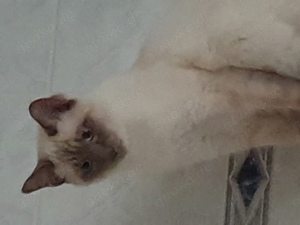 Siam Deckkater 
