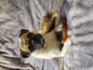 Deckrüde ( altdeutscher Mops), kein Verkauf 