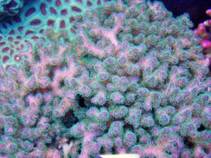 Meerwasser- Korallenableger- Pocillopora damicornis