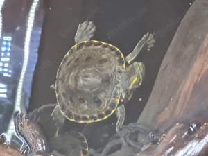 Trachemys grayi emolli