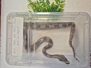 Boa constrictor imperator Bild 4