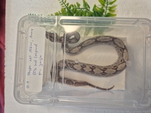 Boa constrictor imperator Bild 8