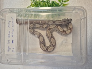 Boa constrictor imperator Bild 7