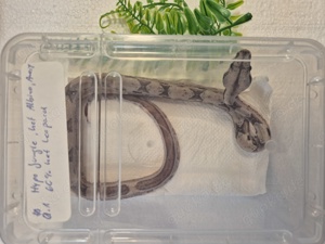 Boa constrictor imperator Bild 5