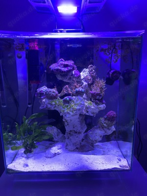 Meerwasseraquarium Nano