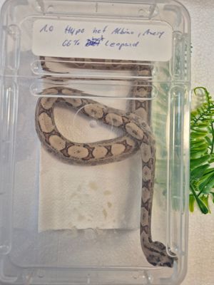 Boa constrictor imperator Bild 6