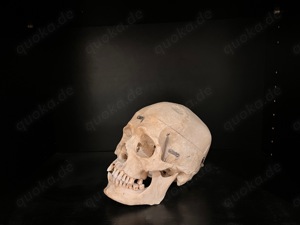 Anatomie präparierter Schädel original Bild 2