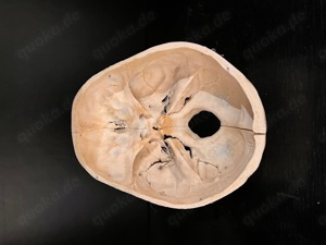 Anatomie präparierter Schädel original Bild 3