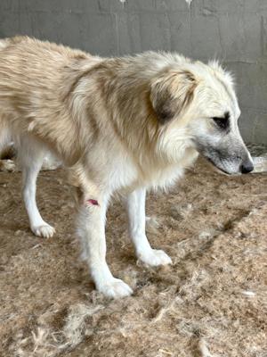 Wer verliebt sich in den wundervollen ANUK?  Bild 3