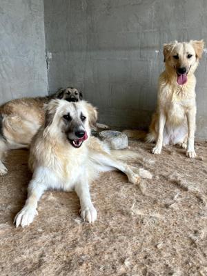 Wer verliebt sich in den wundervollen ANUK?  Bild 6