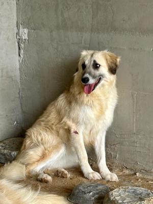 Wer verliebt sich in den wundervollen ANUK?  Bild 4