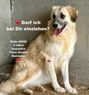 Wer verliebt sich in den wundervollen ANUK?  Bild 2