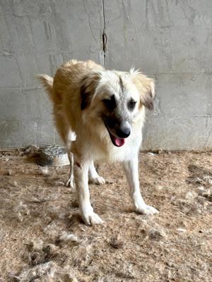 Wer verliebt sich in den wundervollen ANUK?  Bild 5